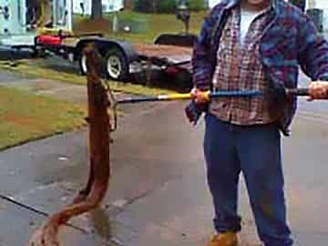 The culprit in this Atlanta leak detection and repair project - a massive tree root!